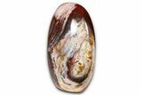 Freestanding, Polished Petrified Wood - Madagascar #384332-1